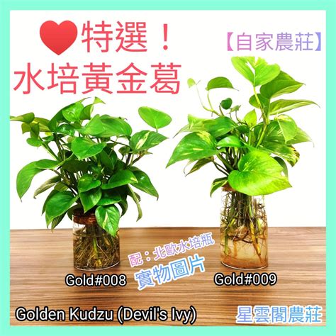 水種植物招財|水種新手入門指南：15 種室內水種植物推薦 